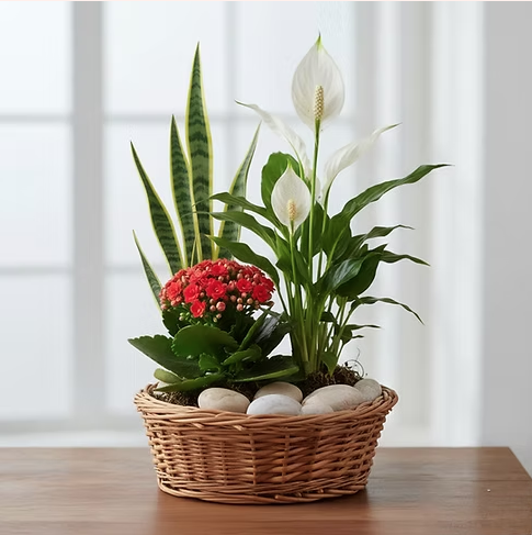 Lily & Greens Harmony