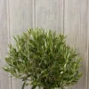 26-2.webp Olivia Mini Olive