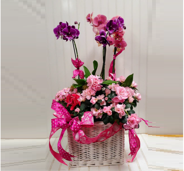 Orchid Bloom Basket Amman | WowWard Flower & Gift Delivery