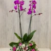 Orchida Mix Basket | Flower & Gift Delivery in Amman, Jordan – WowWard (Photo 4)
