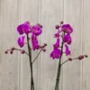Orchida Mix Basket | Flower & Gift Delivery in Amman, Jordan – WowWard (Photo 3)