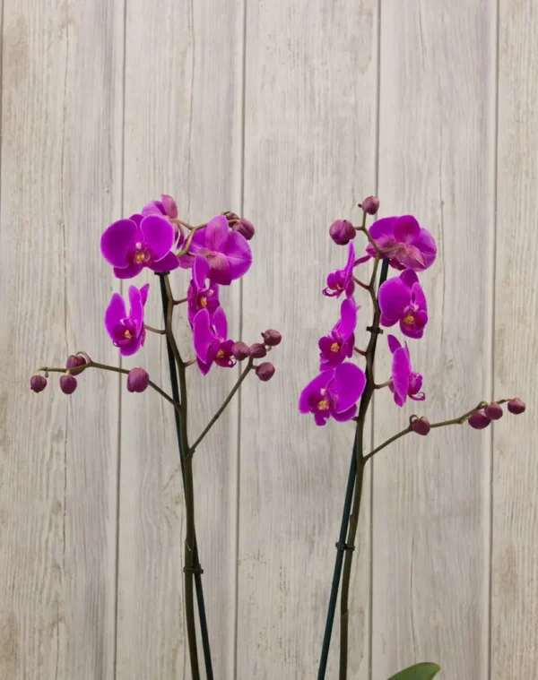 Orchida Mix Basket | Flower & Gift Delivery in Amman, Jordan – WowWard (Photo 3)