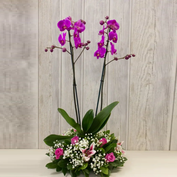 28.png Orchida Mix Basket Amman | WowWard Flower & Gift Delivery