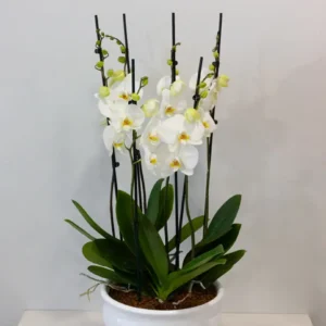 29-1.webp Orchid Serenity