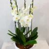 Orchid Serenity | Flower & Gift Delivery in Amman, Jordan – WowWard (Photo 2)