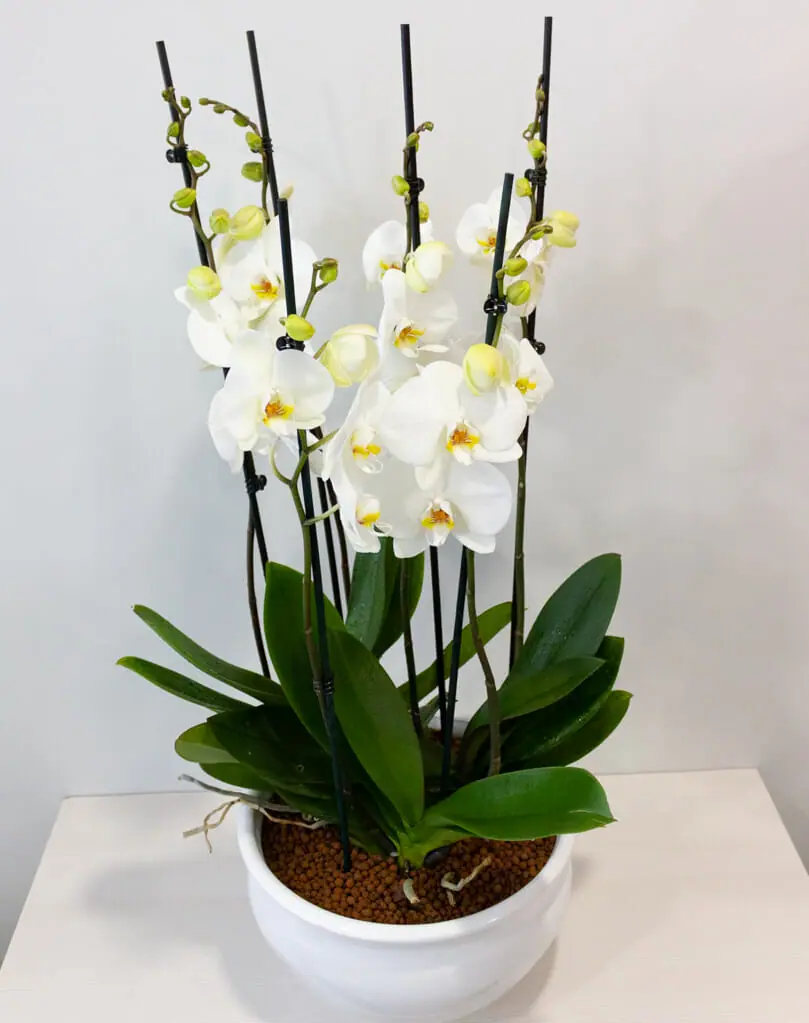 Orchid Serenity product thumbnail 2