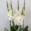 Orchid Serenity | Flower & Gift Delivery in Amman, Jordan – WowWard (Photo 3)