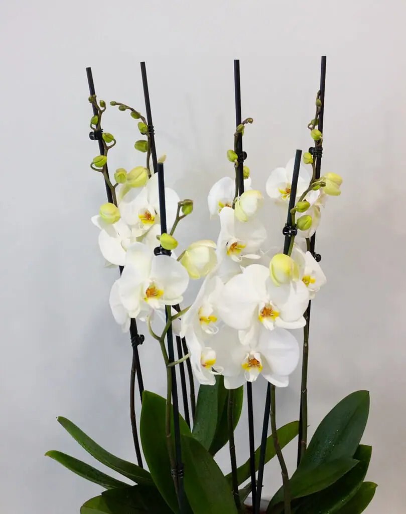 Orchid Serenity product thumbnail 3