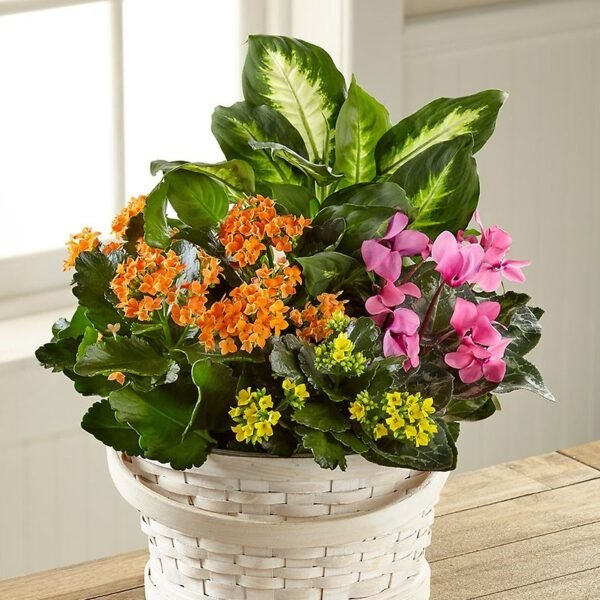 Garden Bliss Basket Amman | WowWard Flower & Gift Delivery