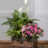 Lily Peace Garden Box | Flower & Gift Delivery in Amman, Jordan – WowWard (Photo 3)