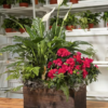 Lily Peace Garden Box | Flower & Gift Delivery in Amman, Jordan – WowWard (Photo 2)
