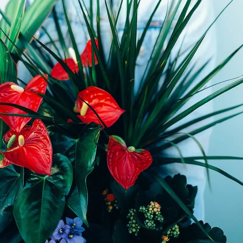 Anthurium Green Basket product thumbnail 2