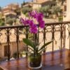 Royal Purple Orchid Royal Purple Orchid