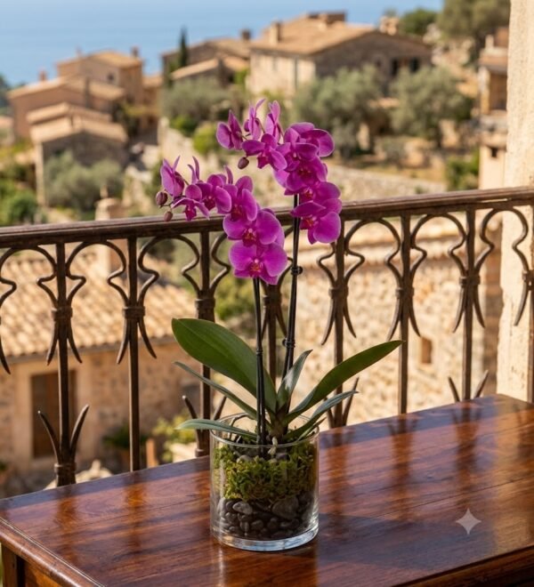 Royal Purple Orchid Royal Purple Orchid