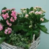 5-3-1.webp Blooming Garden Basket