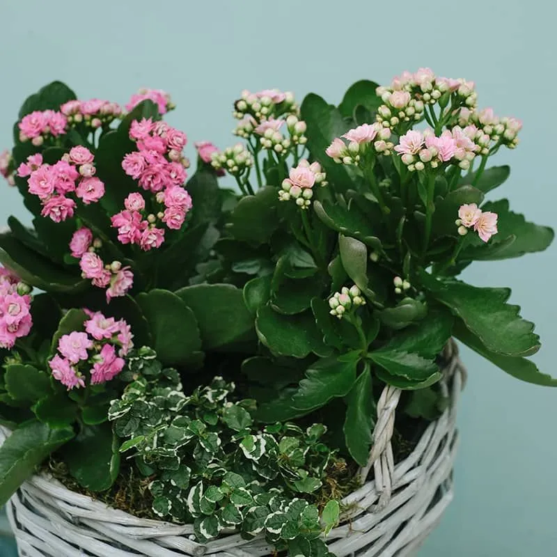Blooming Garden Basket product thumbnail 2