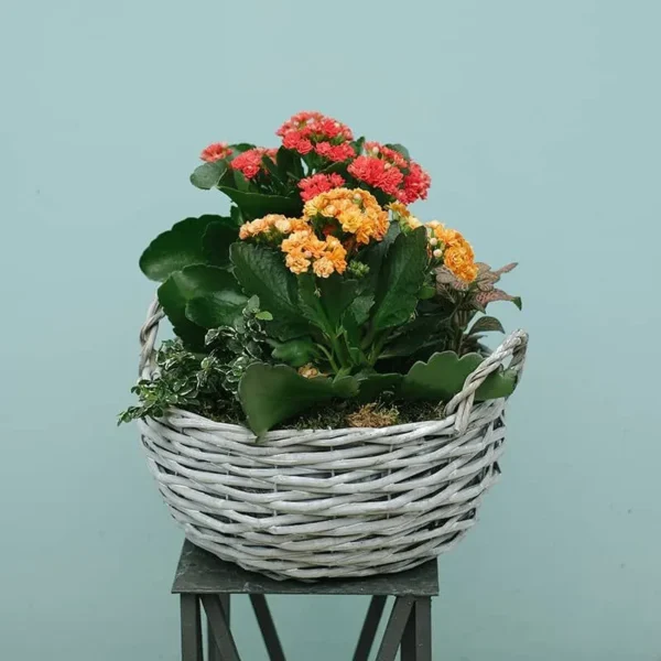 Floral Bliss Basket Amman | WowWard Flower & Gift Delivery