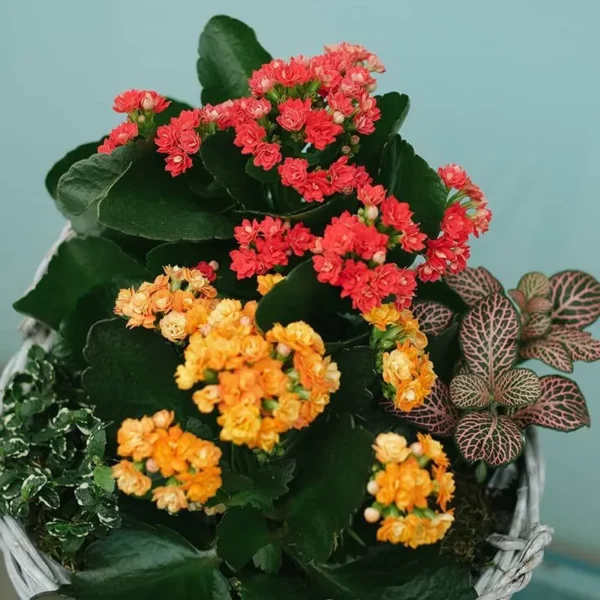 Floral Bliss Basket | Flower & Gift Delivery in Amman, Jordan – WowWard (Photo 3)