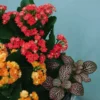 Floral Bliss Basket | Flower & Gift Delivery in Amman, Jordan – WowWard (Photo 4)