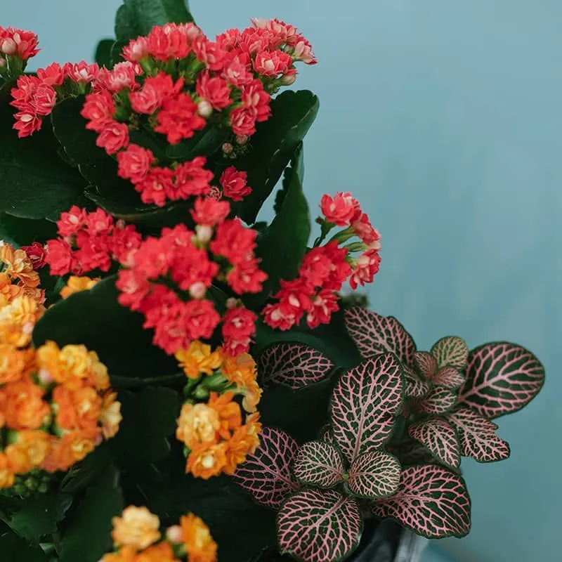 Floral Bliss Basket product thumbnail 4