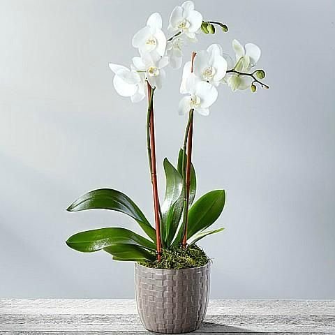 64d77d6b-ba99-46cd-b3f5-2c8d1ffbc6bf.jpg Royal White Orchid