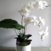 68e5ddee-ef95-4a6e-ad04-7b747de576db.jpg Royal White Orchid