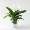 7-3.jpg Pure Peace Lily