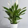 7-4.jpg Pure Peace Lily