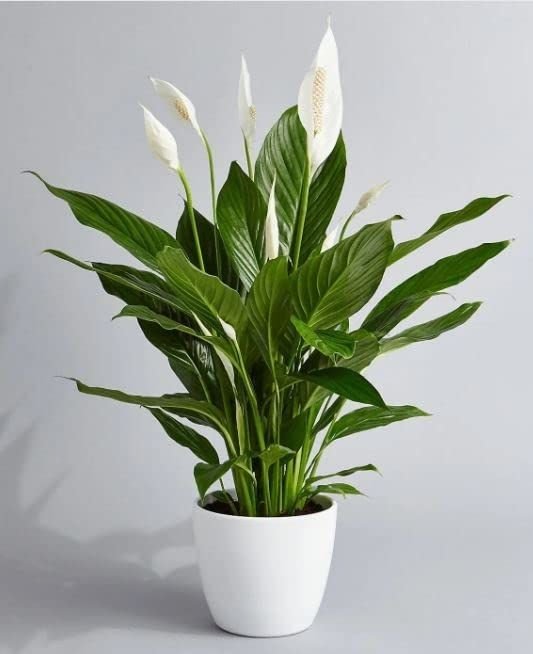 7-4.jpg Pure Peace Lily