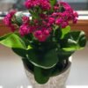 8-2.jpg Kalanchoe Plant