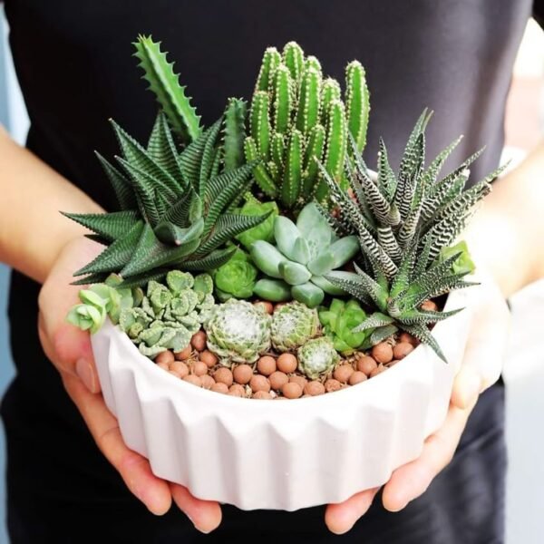 9-3.jpg Elegant Succulent Arrangement