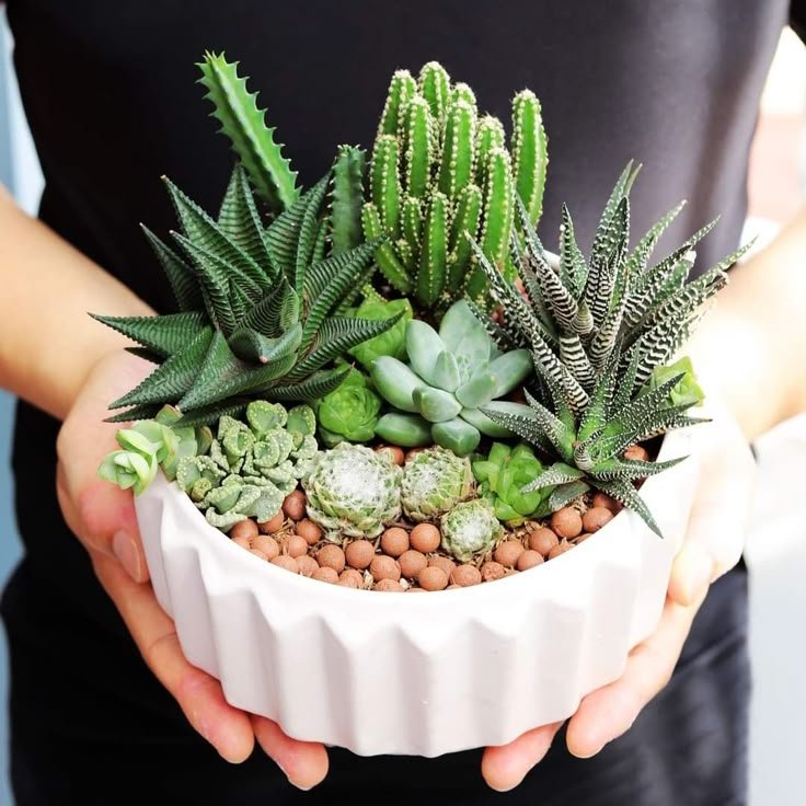 Elegant Succulent Arrangement