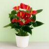 Anthurium Anthurium Touch Amman