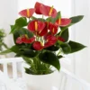 Anthurium 2 Anthurium Touch Amman