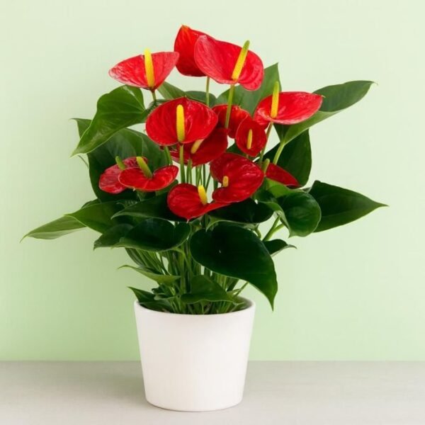 Anthurium Anthurium Touch