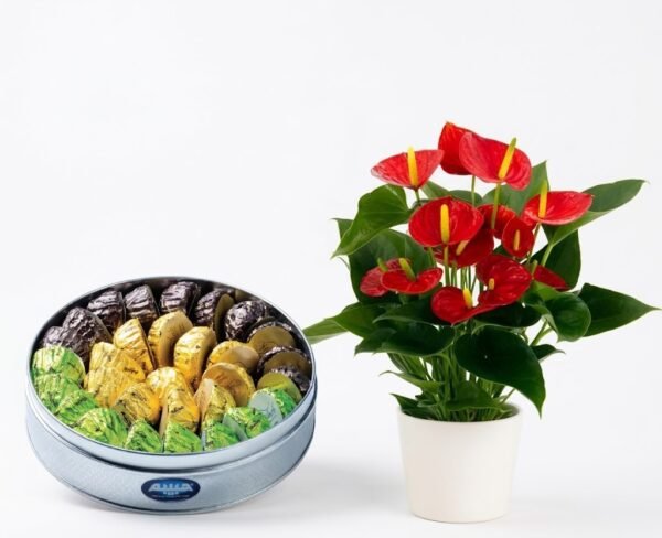Anthurium Plant with Maamoul Anthurium Plant with Maamoul
