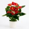 Anthurium Touch: a red anthurium plant with glossy green leaves in a white pot