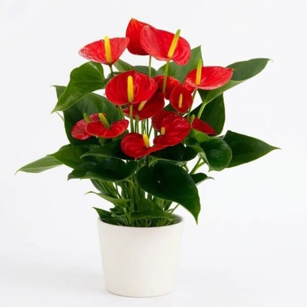 Anthurium Touch: a red anthurium plant with glossy green leaves in a white pot