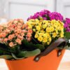 Calandiva.jpg Colorful kalanchoe garden