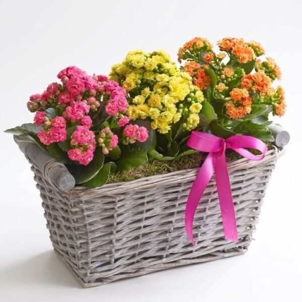 Colorful kalanchoe garden