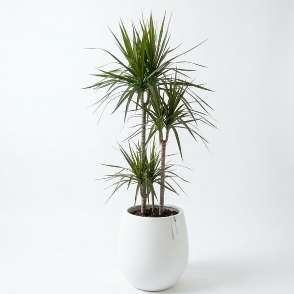 Dracaena Marginata Plant – 140 cm Dracaena Marginata Plant - 140 cm, multi-stem dragon tree with spiky leaves in a white round pot