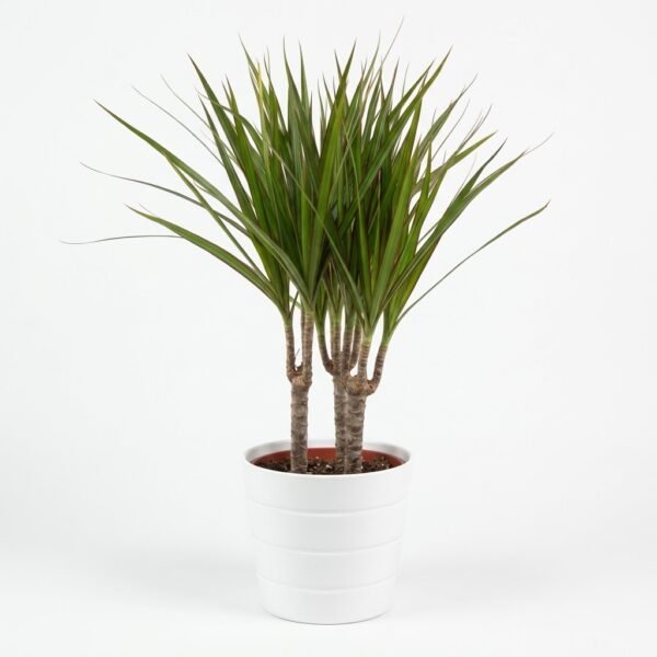 Dracaena Marginata Plant – 70 cm Dracaena Marginata Plant with slender red-edged green leaves on several branching stems in a white ribbed pot