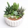 Elegant Succulent Arrangement: mixed succulents and cacti with brown clay pebbles in a white ribbed bowl