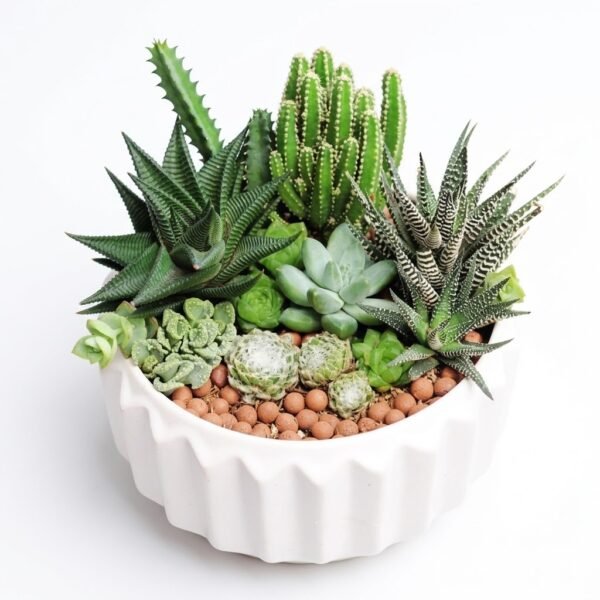 Elegant Succulent Arrangement: mixed succulents and cacti with brown clay pebbles in a white ribbed bowl