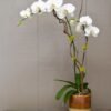 Exotic-Phalaenopsis-Orchid-Plant-Autumn-Deluxe.jpg Royal White Orchid