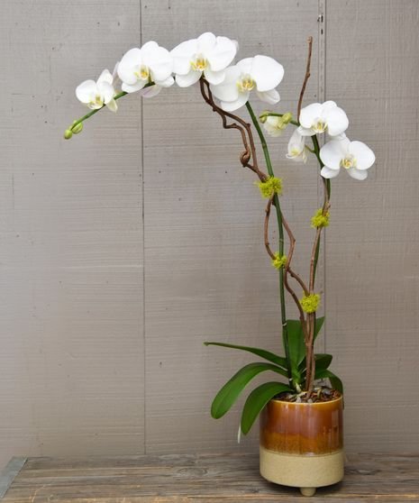 Exotic-Phalaenopsis-Orchid-Plant-Autumn-Deluxe.jpg Royal White Orchid