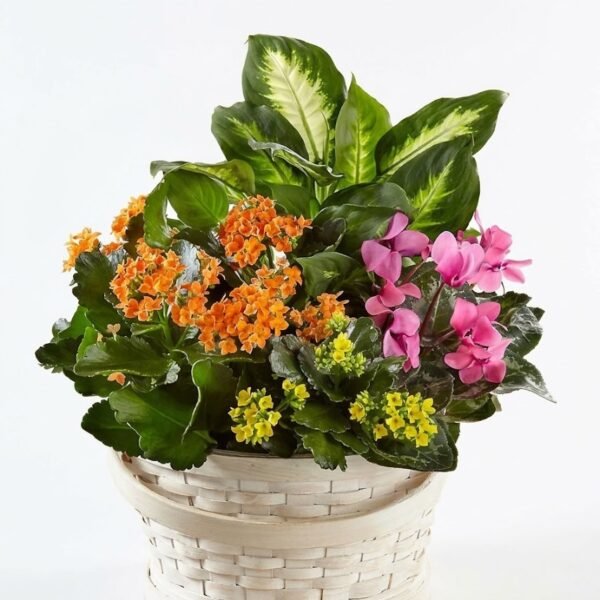 Garden Bliss Basket: orange and yellow kalanchoe, pink cyclamen and a variegated dieffenbachia in a cream woven basket