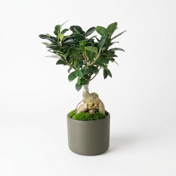 Ginseng Ficus Zen Ginseng Ficus Zen bonsai with thick twisted roots and moss in a grey-green pot