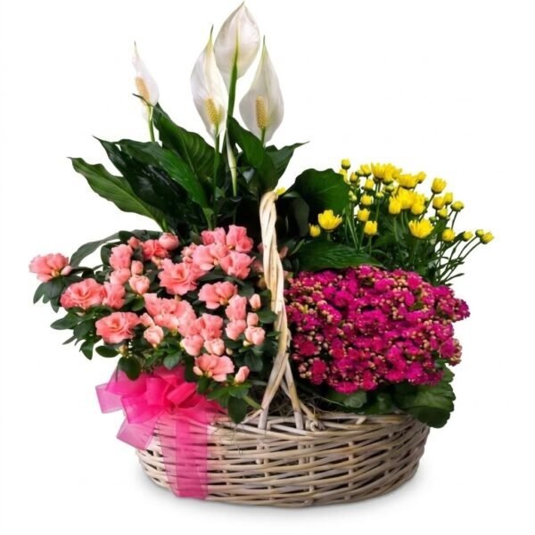 Green Harmony Basket with a peace lily, pink azalea, magenta kalanchoe and yellow chrysanthemums in a wicker basket with a pink bow