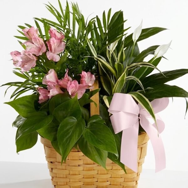 Green & Pink Delight: pink alstroemeria with a peace lily, palm and pothos plants in a natural woven basket with a pink satin bow